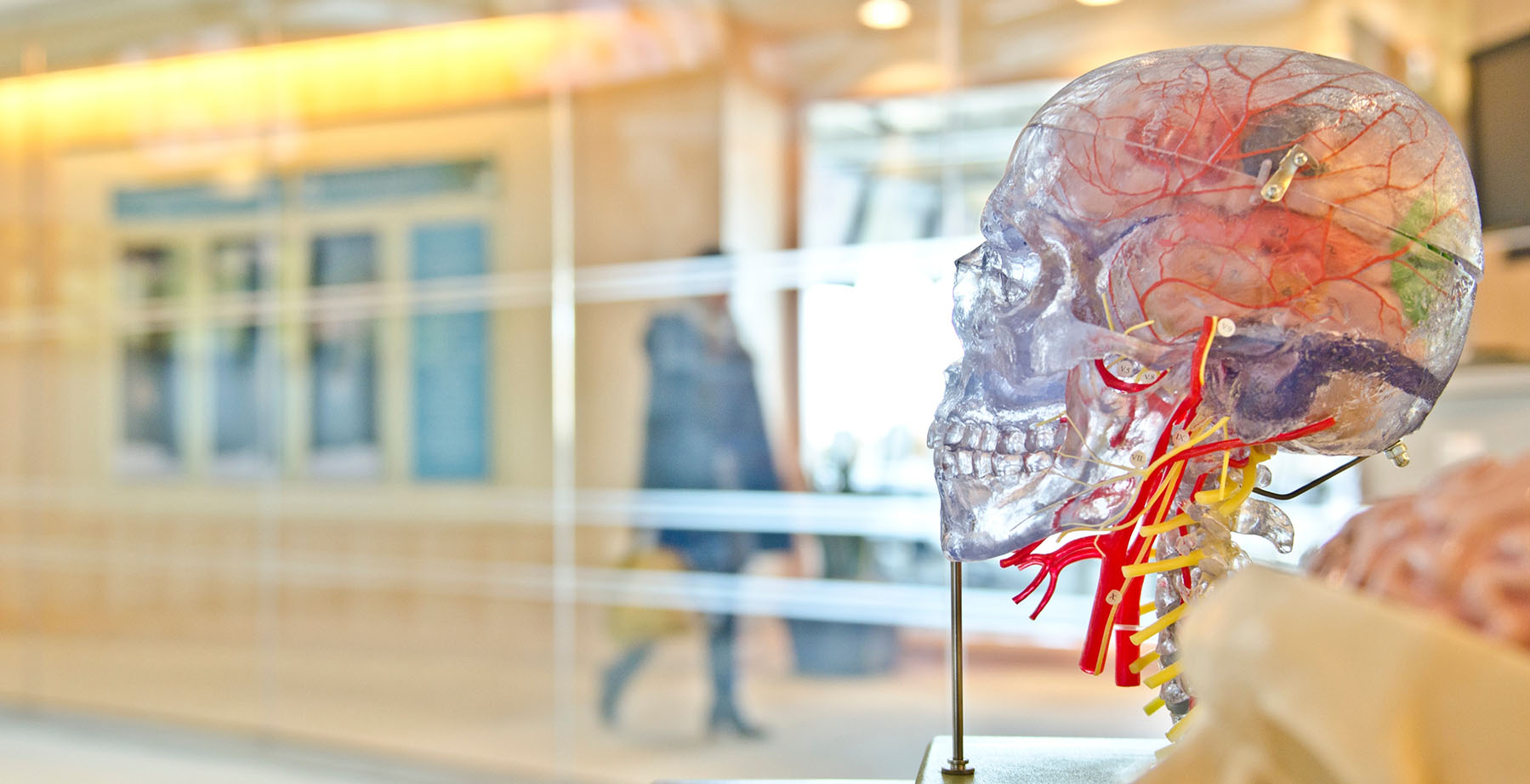 brain reproduction sculpture sitting on a display