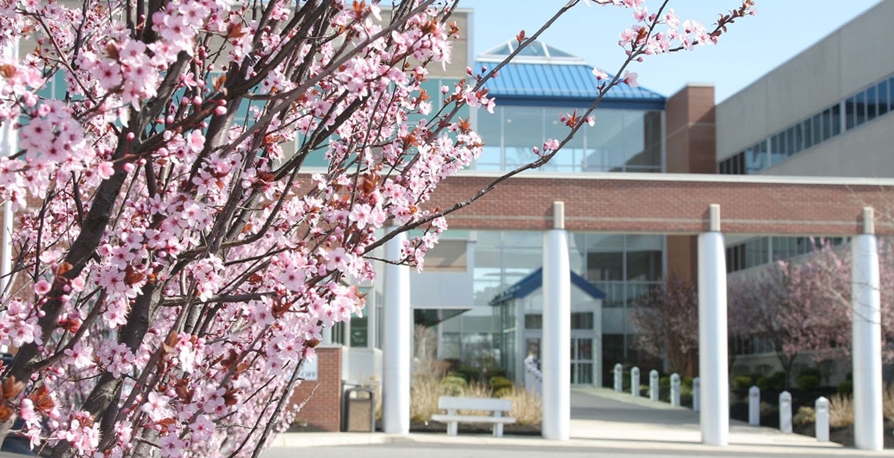 a cherry blossom tree blooms outside of the Rowan Medicine building in Stratford