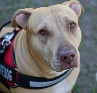 Face of a brown dog with service animal vest